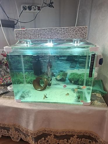 Akvariumlar: Akvaryum komplekti. - Şüşə akvaryum: düzbucaqlı forma, qalın şüşə — 1