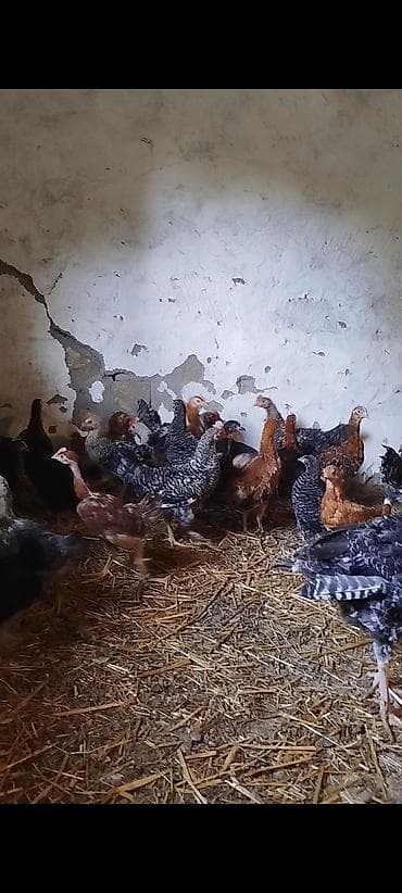 toyuq cuce: 2 aylığın keçmiş təmiz kənd çolpaları satılır, tam sağlam, aktiv — 4