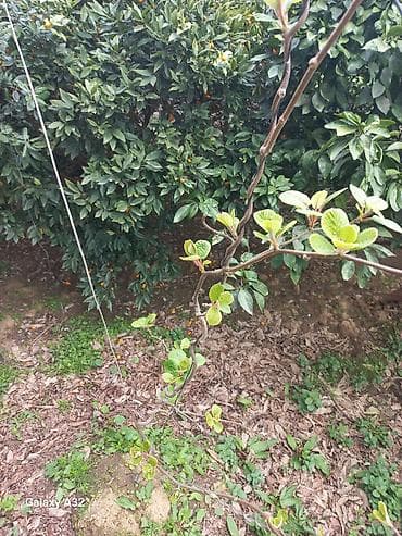 banan agaci: Məhsul: Bağ üçün dekorativ bitkilər və ağaclar Təsvir: - Everqreen — 2