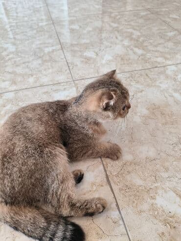 Akvariumlar: Şotland yastı qulaq, Dişi, Yaxşı əllərə — 5