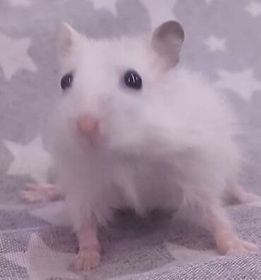 balaca şirin itlər: Ağ tüklü, balaca ev heyvanı – cins hamster - Rəng: tam ağ (qara — 2