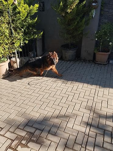 İtlər: Alman çoban iti, 4 ay, Dişi, Peyvəndli, Ödənişli çatdırılma — 2