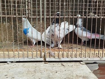 Satlıq dekorativ göyərçinlər – müxtəlif rəng və naxışlarda - Ağ