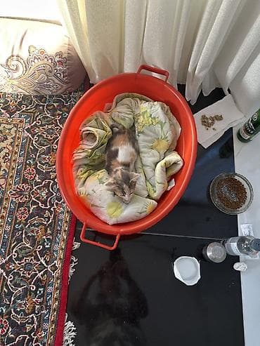 maina coon: Bu balaca pishiyi qapimiza gelib, bit dermani vurulub, peyvend — 1