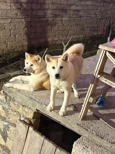 elxan elatlı belcika ovcarkası pdf: Akita-inu, 6 ay, Dişi, Peyvəndli, Ünvandan götürmə — 1