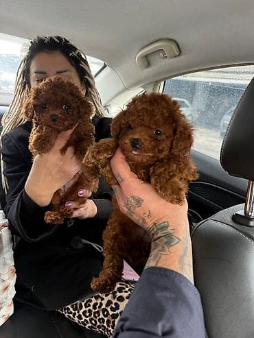 izvanok itler: Pudel, 3 ay, Dişi, Peyvəndli, Ünvandan götürmə — 10