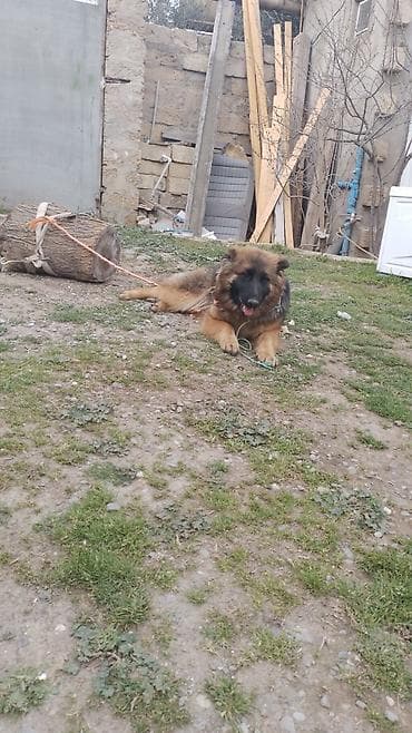 itlerin sekisi: Alman çoban iti — 3