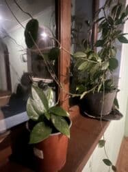 kalanxoye bitkisi: Her kimete var Otaq və balkon üçün dekorativ bitkilər kolleksiyası - — 31