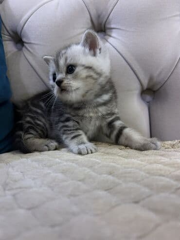 Lincoln: Британская, Самец — 4