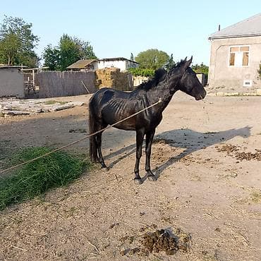 bala pişik ucuz: Erkək, il: 3 — 5
