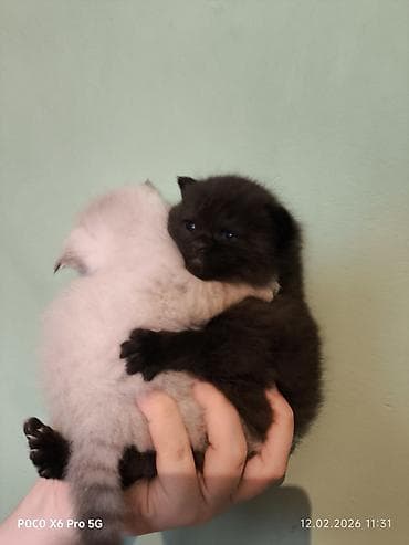 itler pikines type 1: Cins pişiklərdir atası britan, anası şotland satılır 40 gunlukdu qum — 2