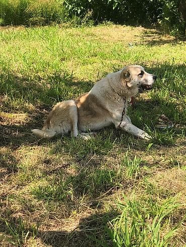 pekines itləri: İt – böyük ölçülü, güclü bədən quruluşuna malik, qısa-orta uzunluqda — 1