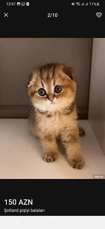 pişik sumkasi: Şotland — 9