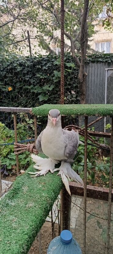 goyercin yuvasi satilir: 1cut delfin sahiblendirilir Yasamaldadi - Növ: dekorativ — 4