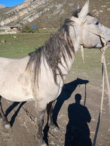 at yehəri: Erkək, il: 4 — 3