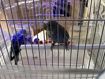 boyuk papuqay: Dalğalı tutuquşu cütü (andulka) – qəfəs ilə birlikdə - Növ — 2