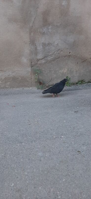 gərəf quşu: Tutulmadı satılır — 1