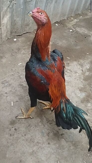 Gəmiricilər: SALAM MAY BECESİDİ SUPER BECEDİ TEZE DUSUB BANA İSDEYEN OLSA GEZEN — 3