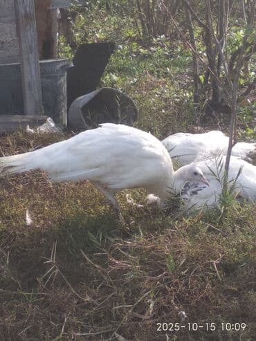 cins ineklerin qiymeti: Salam aleykum. Satışda bir cüt ağ, bir dənə qaraqanad dərəsi var — 10