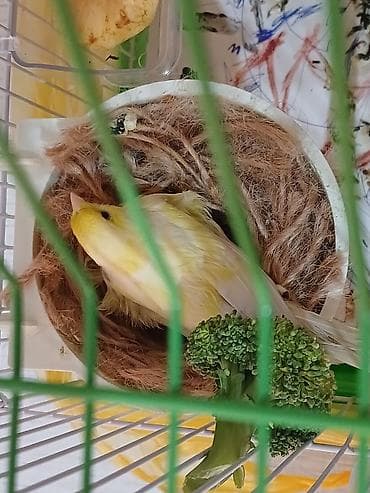 Cut bulbul satiram avsyanka napev sortudu super oxuyur cox gozeldi lalafo.az -da Cut bulbul satiram avsyanka napev sortudu super oxuyur cox gozeldi