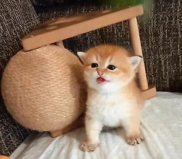 sirin pisikler: Qızıl şinşilla, Erkək, Yaxşı əllərə, Ünvandan götürmə — 2