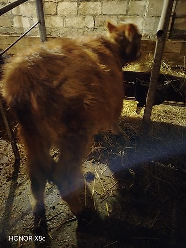 Аквариумы: Satışda: mal-qara buzovları (bir neçə baş) Xüsusiyyətlər: - Cins — 3