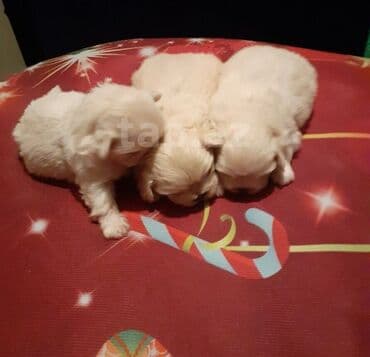 породистые собаки в добрые руки: Pekines — 2