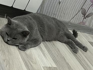 Кошки: Британская вислоухая, Самец, Для вязки, Самовывоз — 3