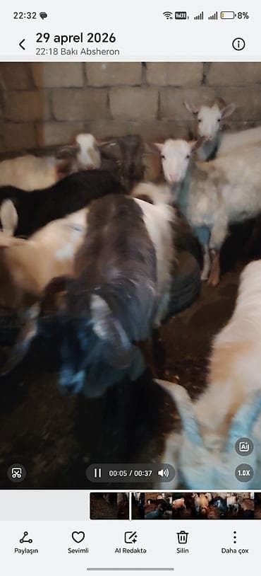 pomeranian satilir: Salam bu keciler satlır 1 erkey 2 dene bogaz 3 denesi balalı 1 subay — 2