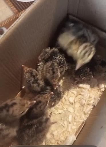 cüce: Bildirçin cücələri, Ətlik — 2