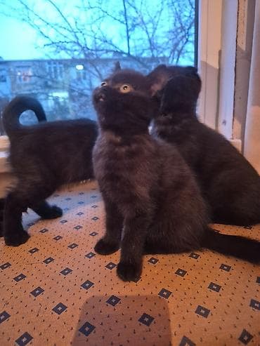 qara pisik sekilleri: Şotland — 9