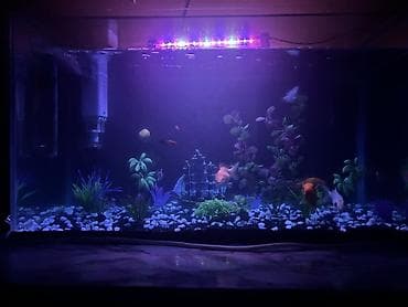 tap az it: Dördbucaq akvarium, Balıqlarla birlikdə, 85 l, Pulsuz çatdırılma — 3