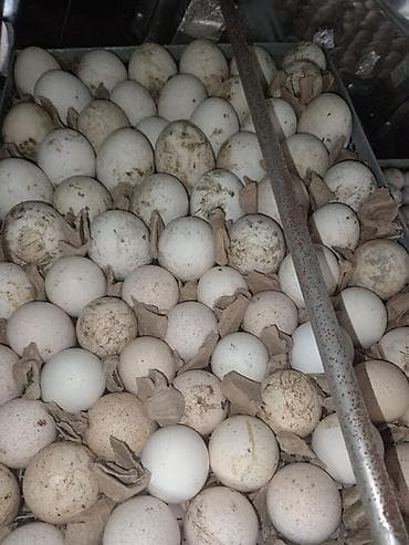 Lisa qaz yumurtası mayalı,hundişqa bronz yumurtası,mayalı astroloq