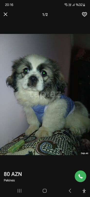 it üçün evlər: Pekines — 4