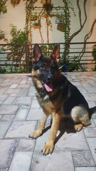 немецкие овчарки щенки купить: Немецкая овчарка, 2 года, Самка, Платная доставка — 2
