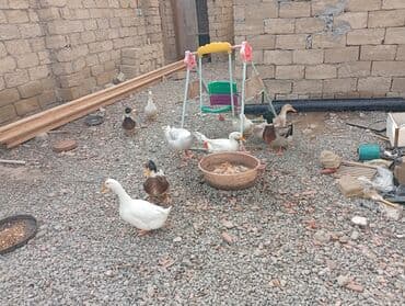 ördək haqqında məlumat: Ördəklər sağlamdır super kök ördəklərdi — 4