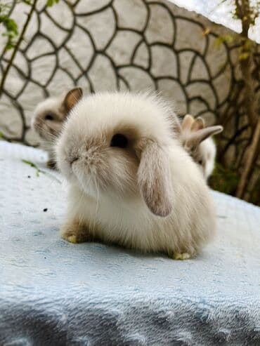 Salam🖐🏻.Her biri real dovşan şekilleridir öz heyetimde saxladığım