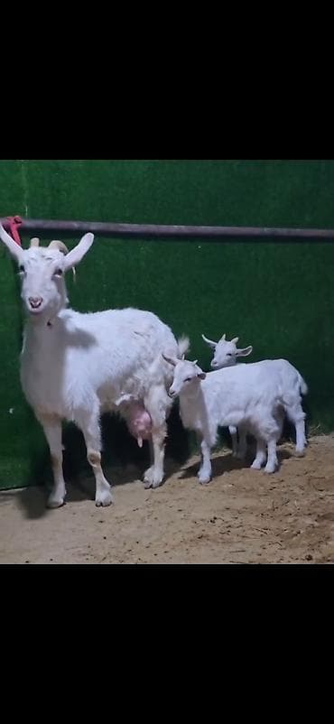 iri buynuzlu: Sütlü keçi ailəsi – ana keçi və iki bala - Cins: ağ rəngli, buynuzlu — 8