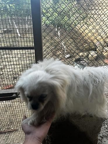 ag it: Pekines — 7