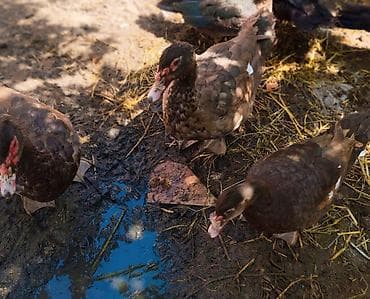pekin ordək: Alman cinsi olan qirmizi okuz ordekler satilir 4 eded erkeydi 5 — 3