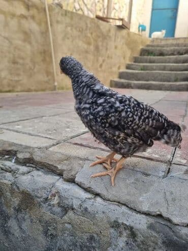 Toyuq cücələri, Damazlıq — 1