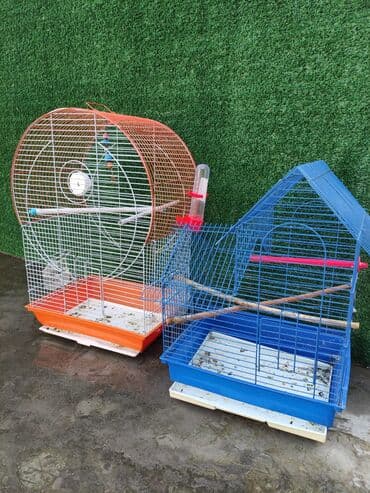 hələb kecilərin qiyməti: Bozlar 35 azn Sarilar 40 Azn Əl quşlari 60-70 Azn 100 Azn tam rucnoy — 10