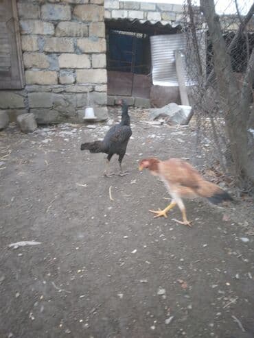 Коровы, быки: Куриные цыплята, Для мяса — 7