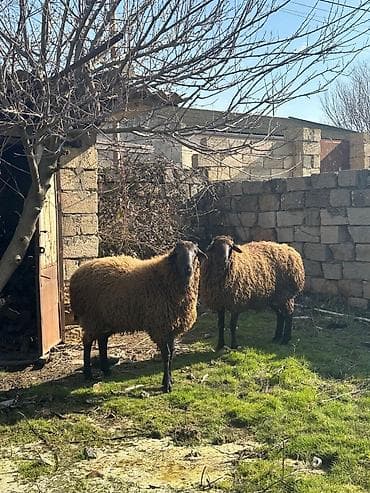 Quzu: Məhsul: Qoyunlar - Növ: yerli cins, uzun yunlu, qəhvəyi/boz çalarlı — 2