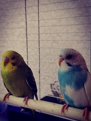 Heyvanlar üçün mallar: Bir dişi bir erkək quş. Qəfəs və yemlə birlikdə 50 azn. Sağlam — 5
