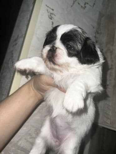 купить собаку болонку: Пекинес, Самка, Самовывоз — 2