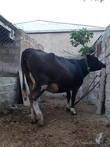 sumqayitda heyvan siginacagi: 3 qarına qara sves ineydi 15 gunu qalıb super heyvandi oz qapı malımdı — 1