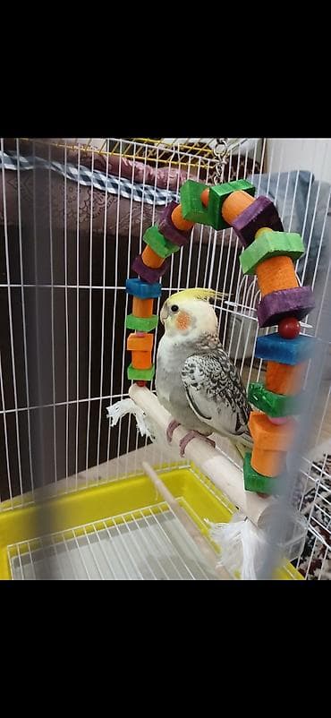 bakida it satisi: Karella erkək Tam ruçnoy əl quşudur. Xüsusiyyətlər: - Qəfəs: ağ metal — 3