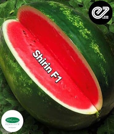 qarpız toxumu: Qarpiz tumsuz — 2