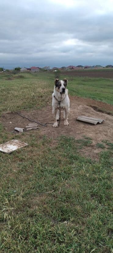 itlərin cütləşdirilməsi: Alabay, 2 il, Erkek, Peyvəndli, Ünvandan götürmə — 3
